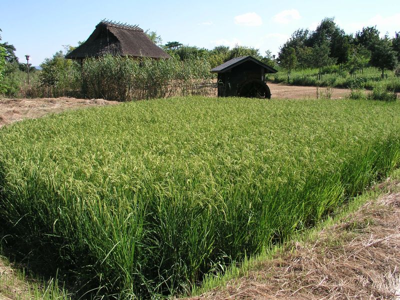P9010006