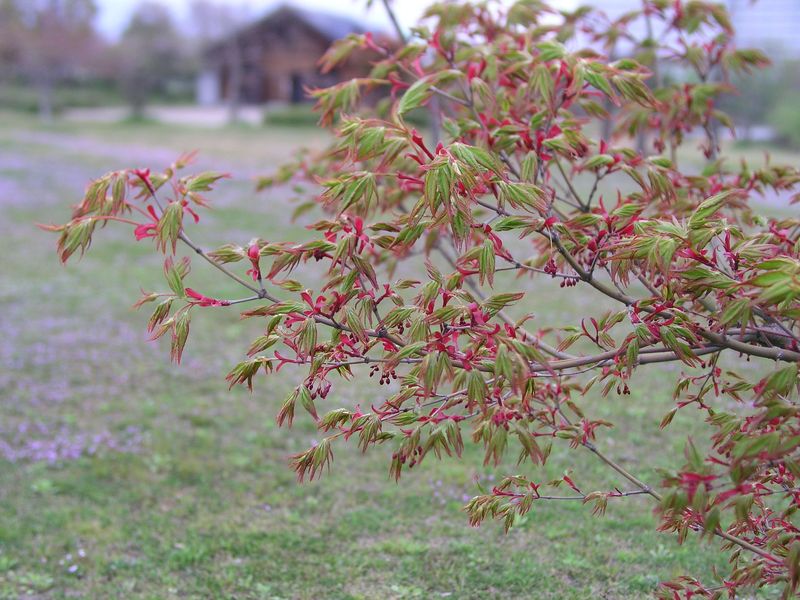 P4190007