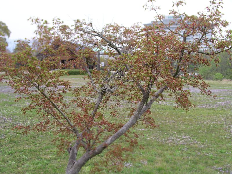 P4190006