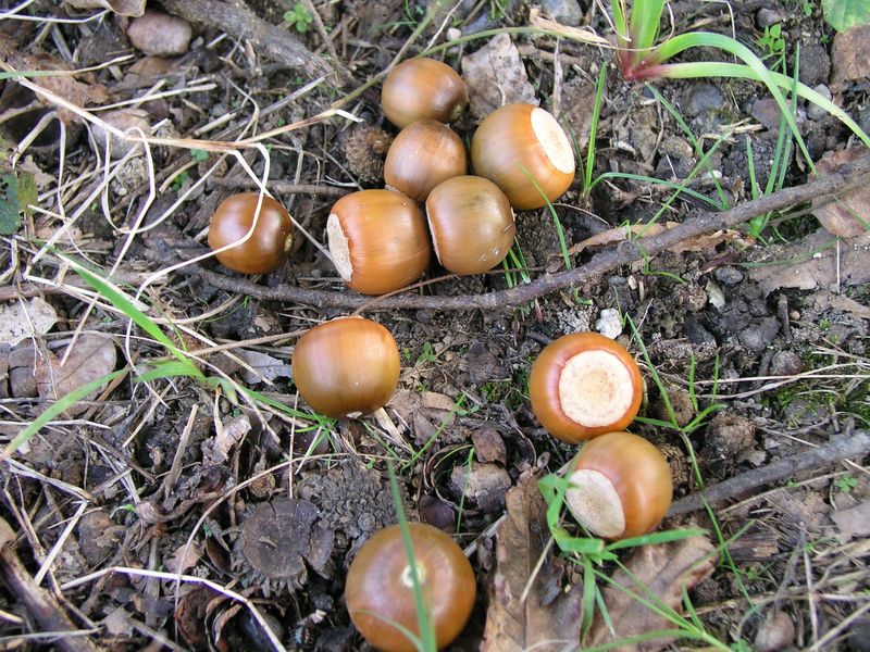 PB070145