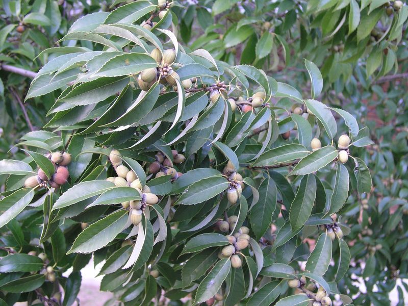 PB070158