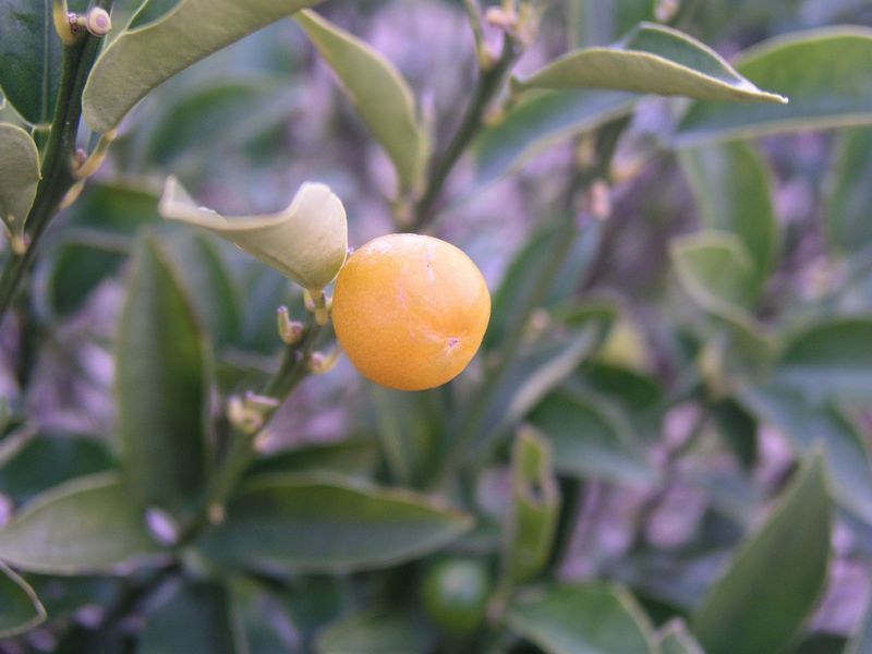 P1050563