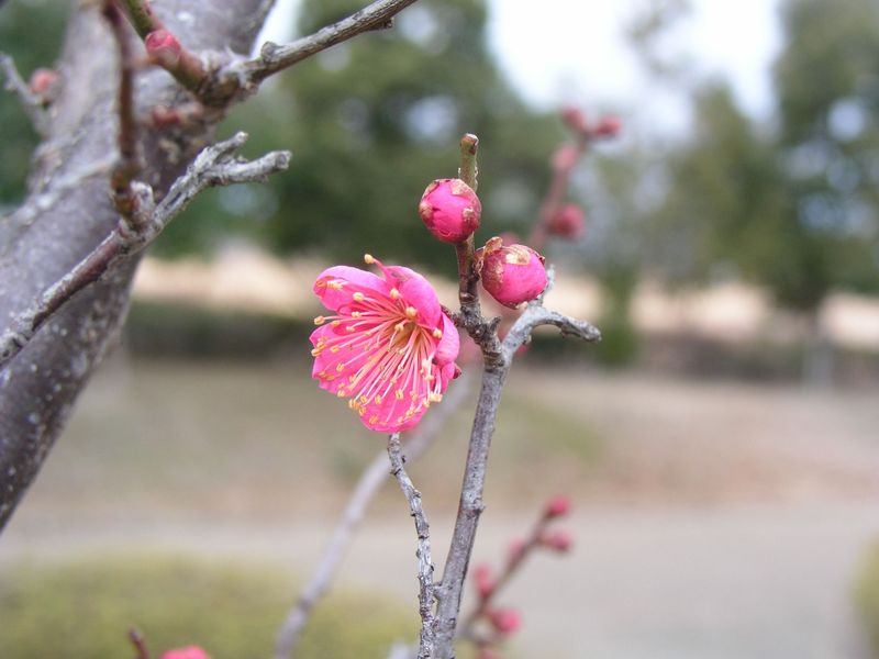 P2070545