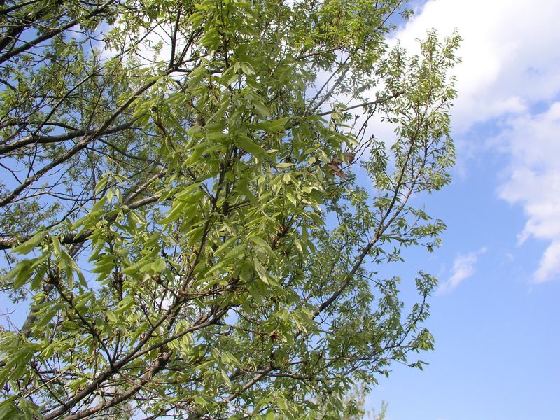 P4290417