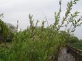 P1010520