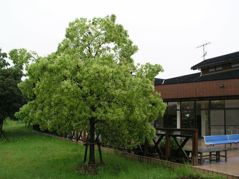 P5290011