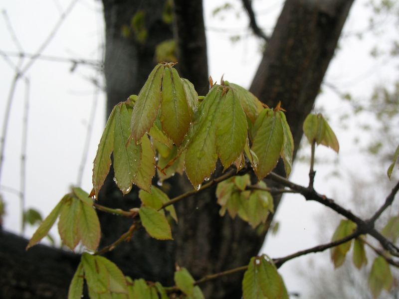 P4230370