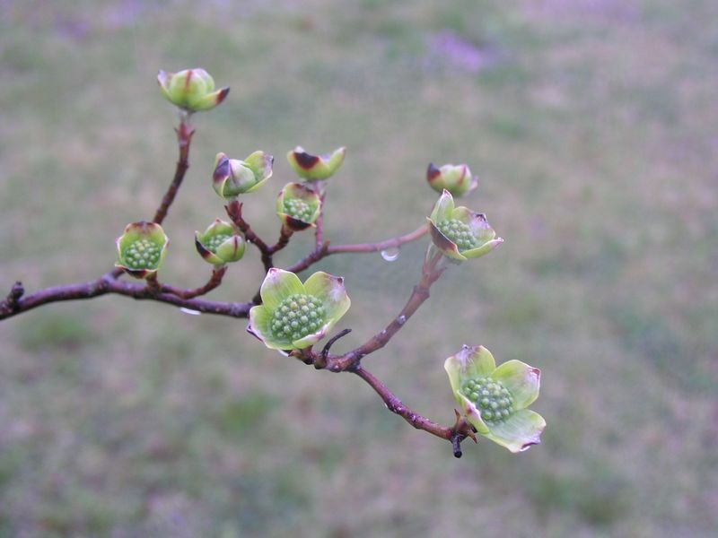 P4230381