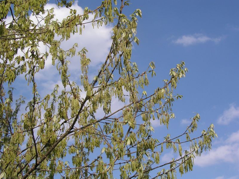 P4290421
