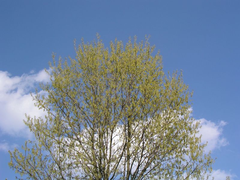 P4290424