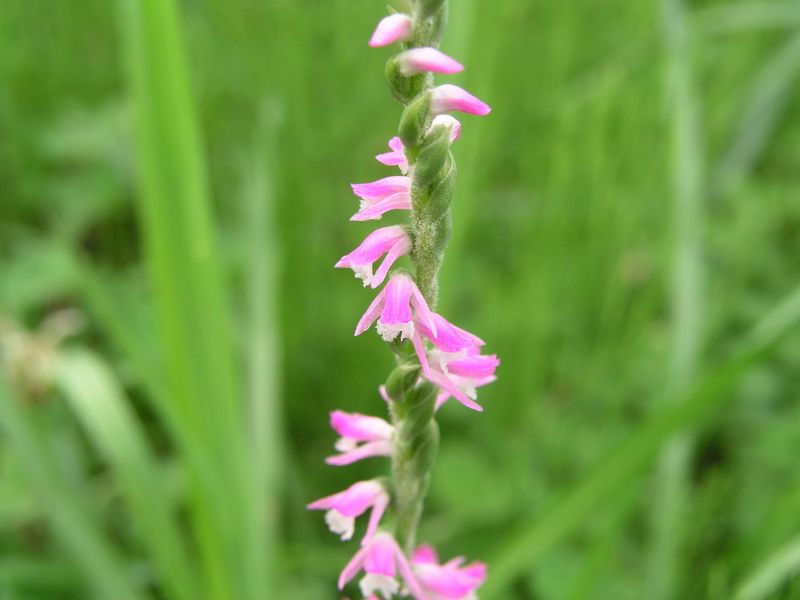 P7010006