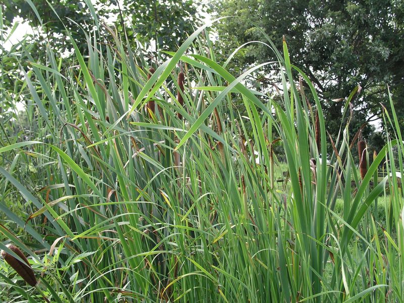 P8010021