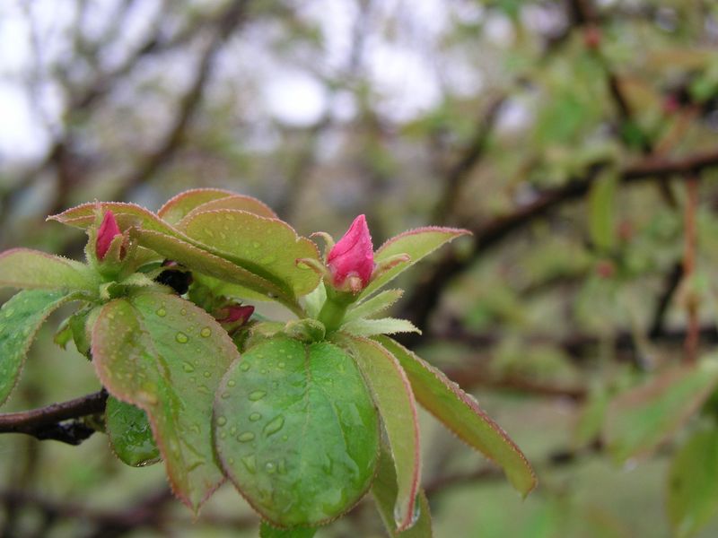 P4230352