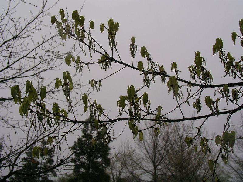 P4230372