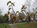 P4230377
