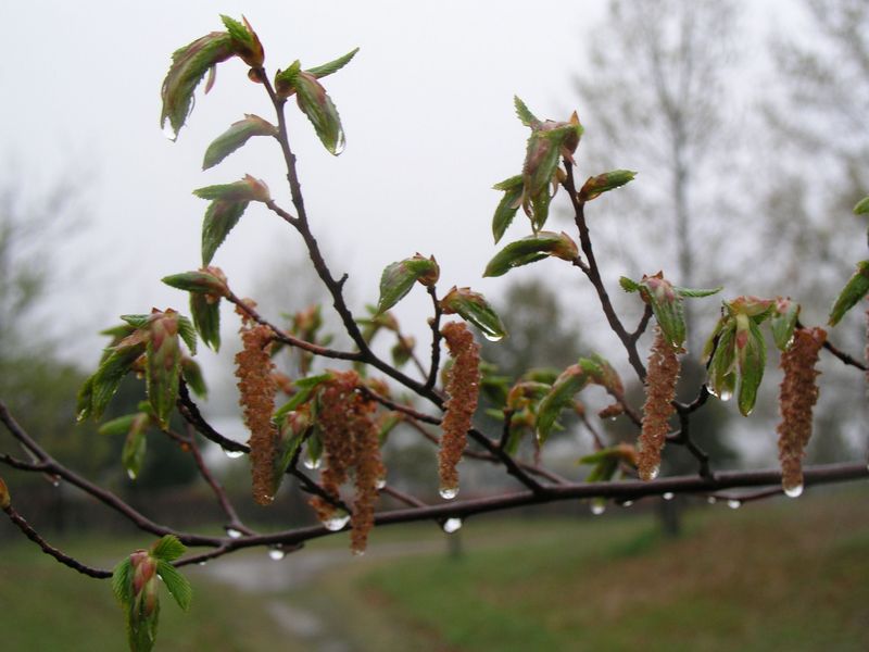 P4230377