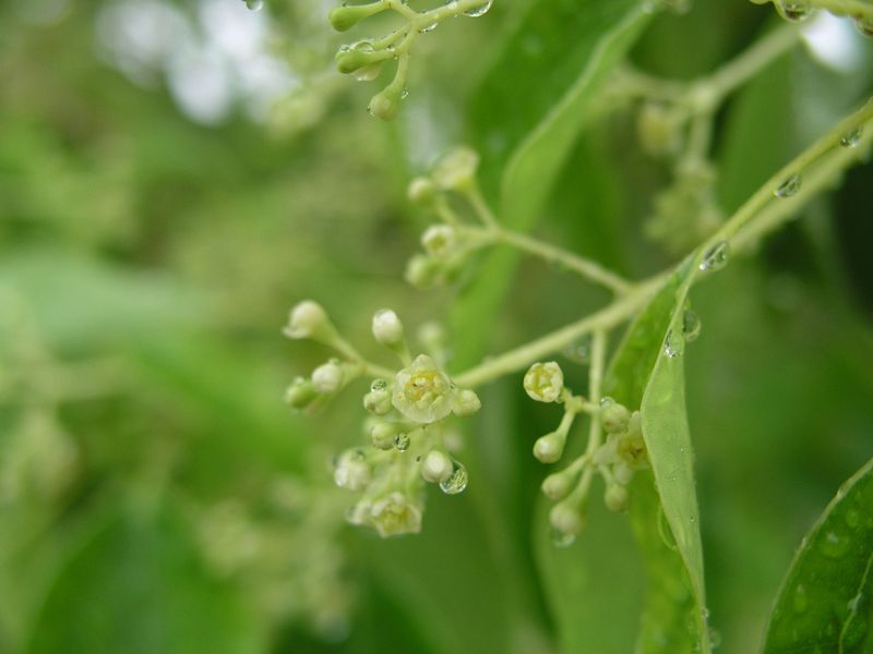 P5290017