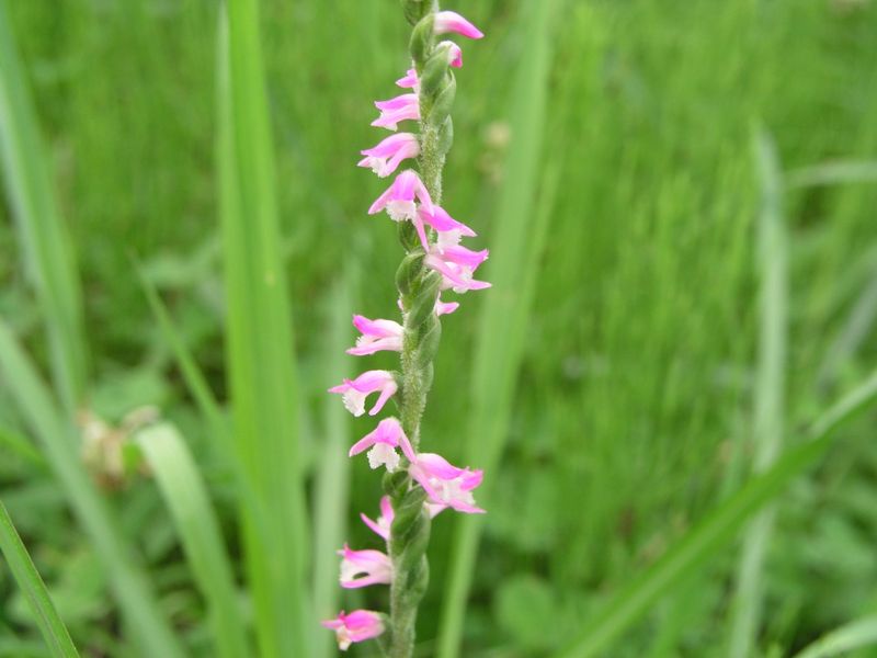 P7010005
