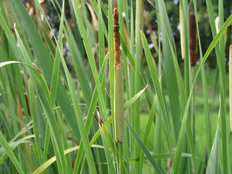 P8010020