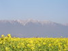 20080106_004