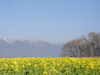 20080106_007