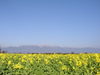 20080106_023