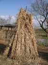 20080204_136