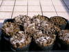 20080217_004_2