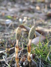 20080309_117