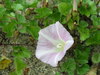 063