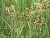 P5250947