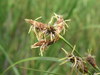 P5250948