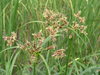 P5250949