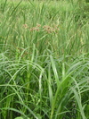 P5250950