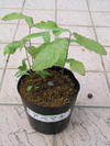 P5250964