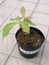 P5250965