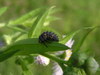 P5260990
