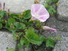 P5281022