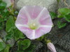 P5281023_2