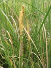 P6181744