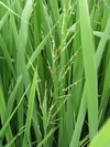 P7031915